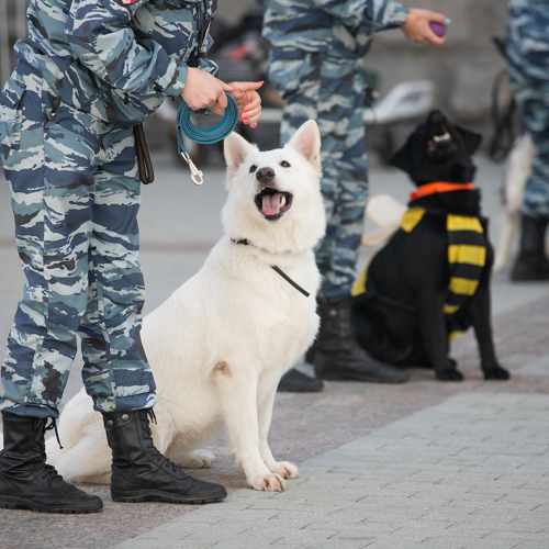 Il mondo del cane da lavoro a San Cesario foto 