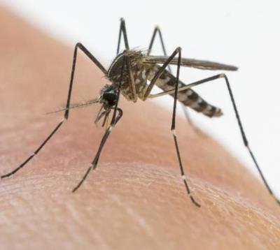 Zanzara tigre e zanzara comune. Campagna di prevenzione 2025 e Ordinanza